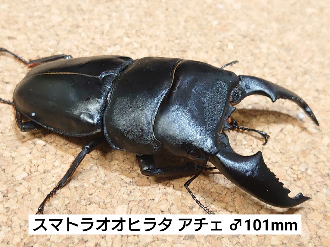 スマトラヒラタアチェ ♂99mmペア - 虫類