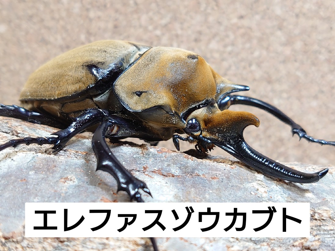 エレファスゾウカブト、ドルクス極太血統、大型血統、入荷