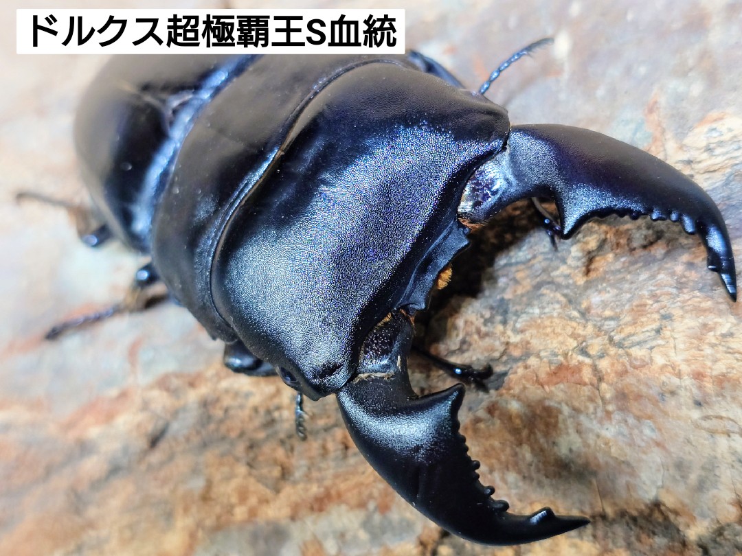 ドルクス超極太血統 スマトラオオヒラタ、海王ヒラタなど入荷