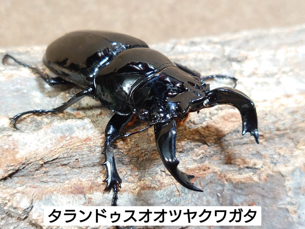 【新品未使用】 タランドゥスツヤクワガタ　いろいろ４枚 新品未使用】 タランドゥスツヤクワガタ いろいろ4枚 楽天市場