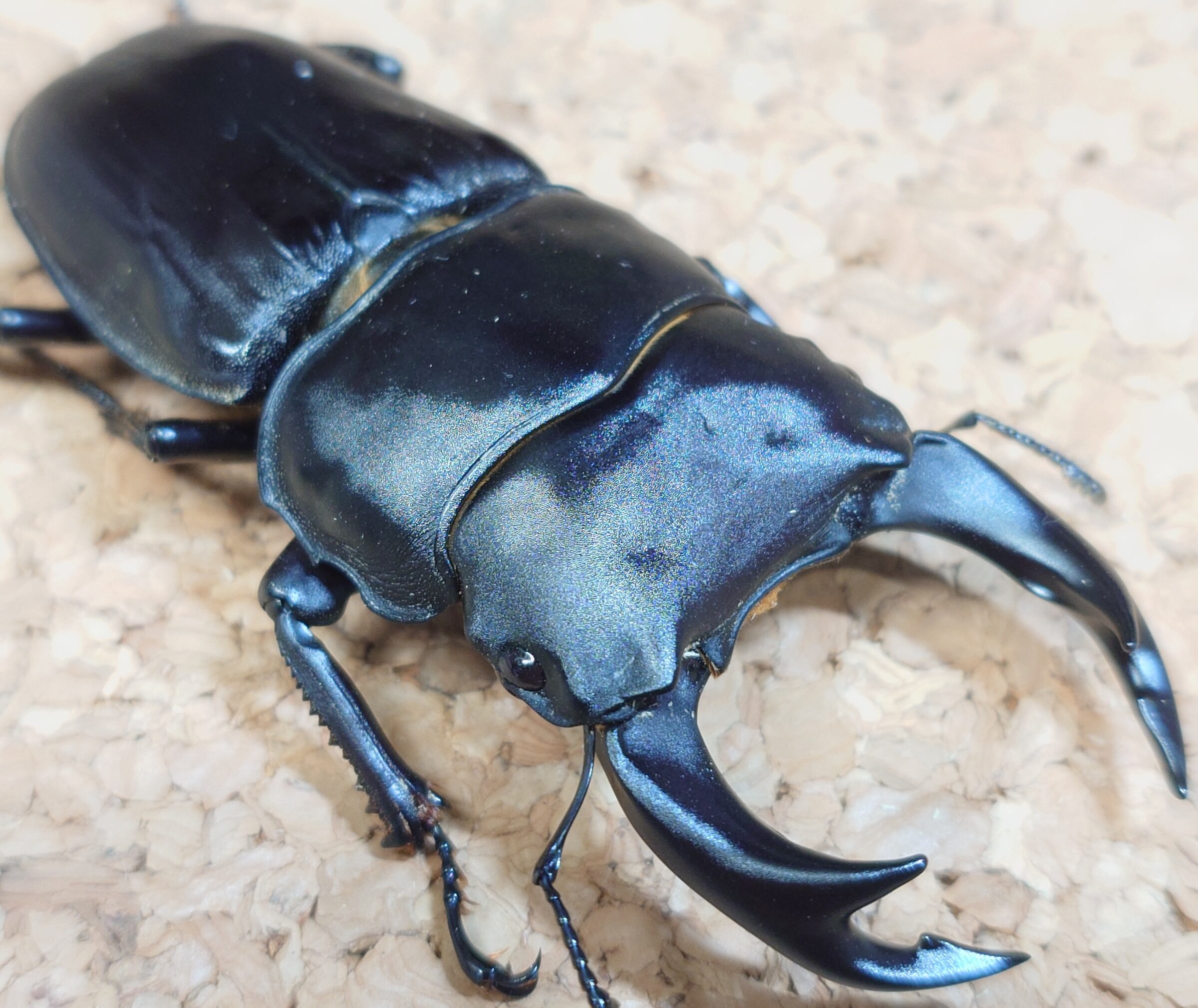 産地別オオクワガタ、大型♀大量入荷！ - ブリーディングカンパニー